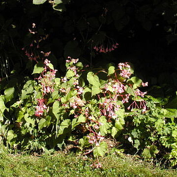 Begonia grandis unspecified picture