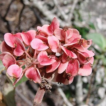 Begonia grisea unspecified picture