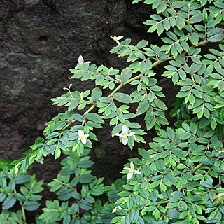 Begonia foliosa unspecified picture