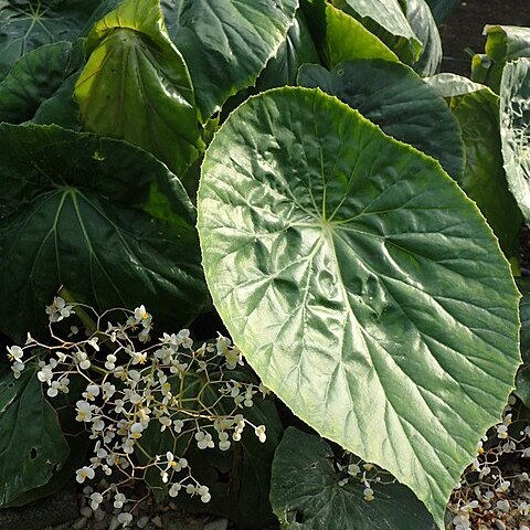 Begonia nelumbiifolia unspecified picture