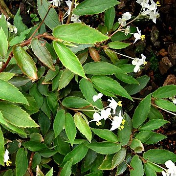 Begonia obscura unspecified picture