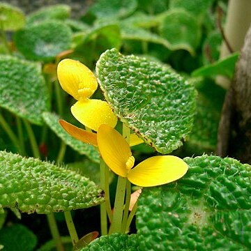 Begonia microsperma unspecified picture