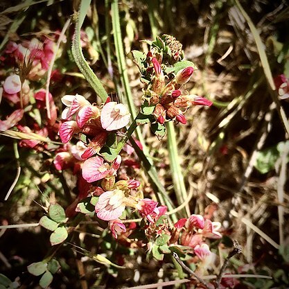 Acmispon cytisoides unspecified picture