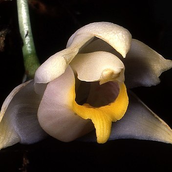 Benzingia palorae unspecified picture