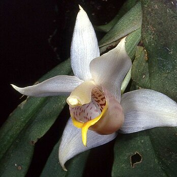 Benzingia caudata unspecified picture