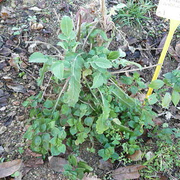 Cephalaria ambrosioides unspecified picture