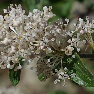 Ceanothus fendleri unspecified picture