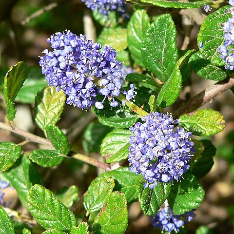 Ceanothus griseus unspecified picture