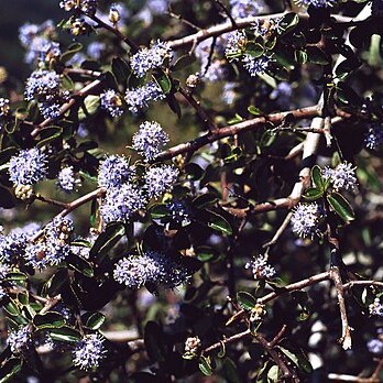 Ceanothus foliosus unspecified picture