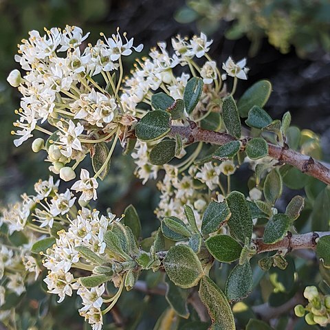 Ceanothus pauciflorus unspecified picture