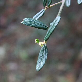 Ceanothus parryi unspecified picture