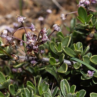 Ceanothus pumilus unspecified picture