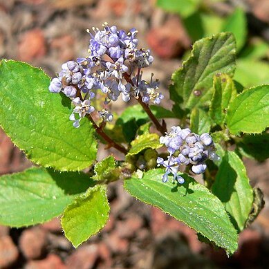 Ceanothus diversifolius unspecified picture