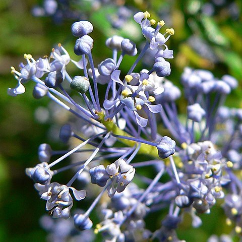 Ceanothus cyaneus unspecified picture