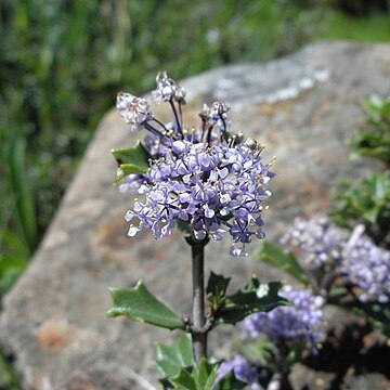 Ceanothus confusus unspecified picture