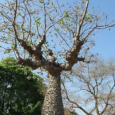 Ceiba insignis unspecified picture