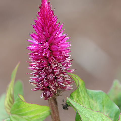 Celosia unspecified picture