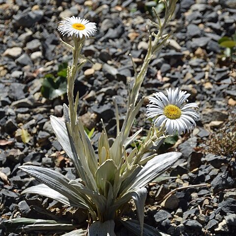 Celmisia semicordata subsp. semicordata unspecified picture