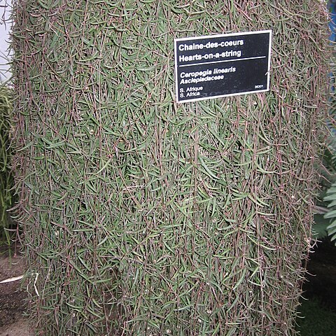 Ceropegia linearis unspecified picture