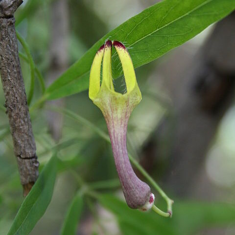 Ceropegia affinis unspecified picture