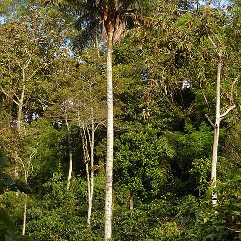 Ceroxylon alpinum unspecified picture