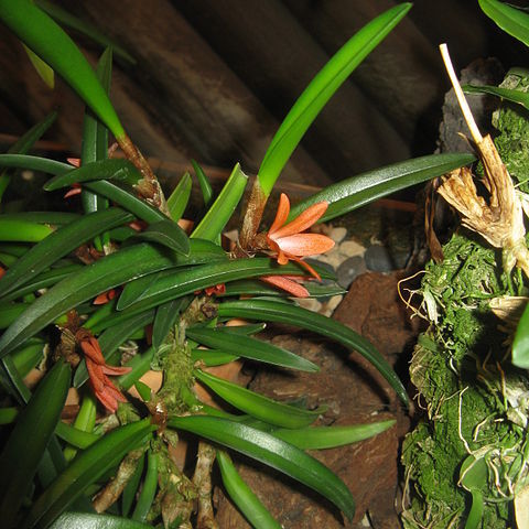 Ceratostylis unspecified picture