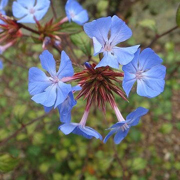 Ceratostigma minus unspecified picture