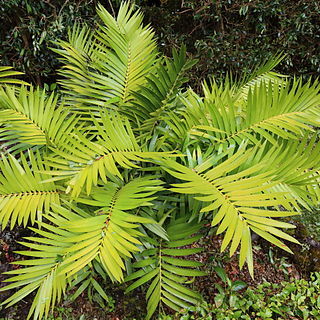 Ceratozamia robusta unspecified picture