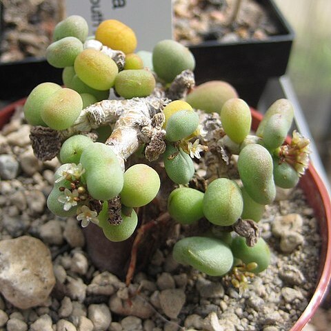 Ceraria pygmaea unspecified picture