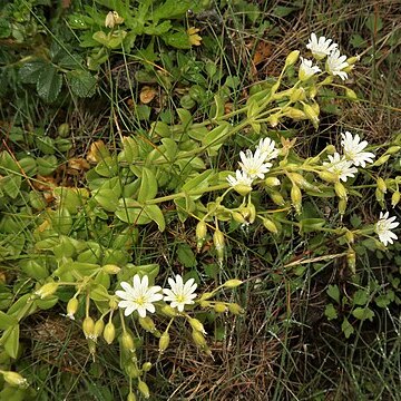 Cerastium fischerianum unspecified picture