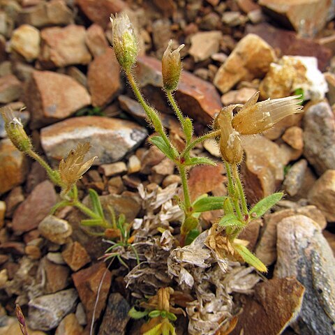 Cerastium aleuticum unspecified picture