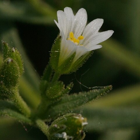 Cerastium dubium unspecified picture