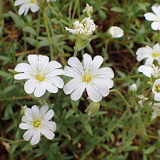 Cerastium decalvans unspecified picture