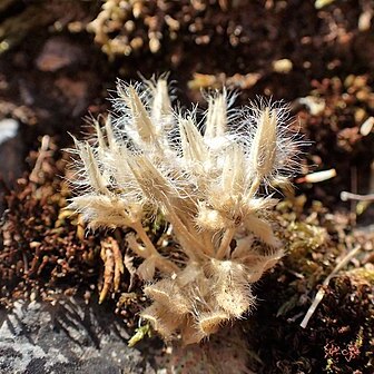 Cerastium comatum unspecified picture