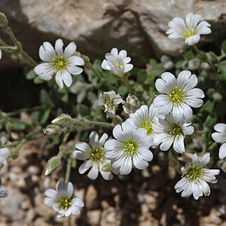 Cerastium purpurascens unspecified picture