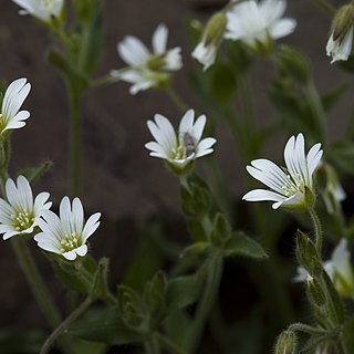 Cerastium beeringianum unspecified picture