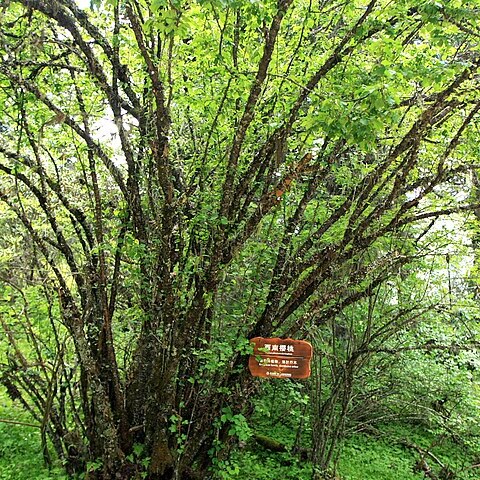 Prunus yunnanensis unspecified picture