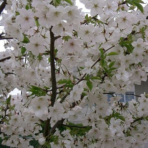 Prunus speciosa unspecified picture