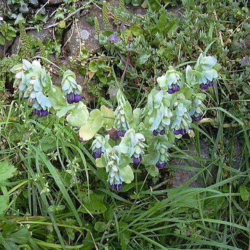 Cerinthe unspecified picture