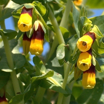 Cerinthe unspecified picture