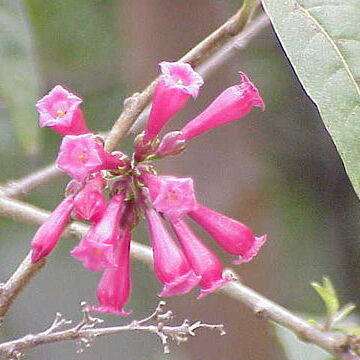 Cestrum unspecified picture