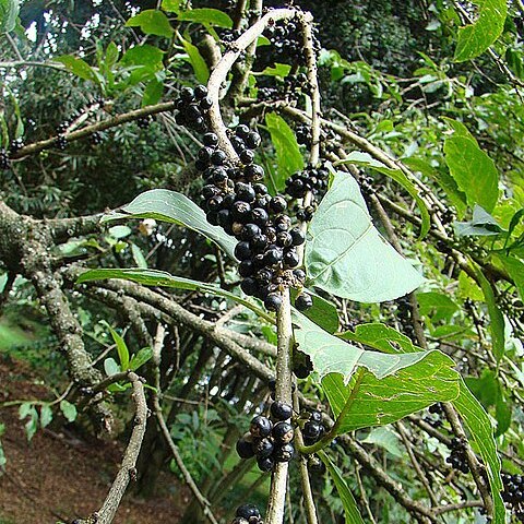 Cestrum mutisii unspecified picture