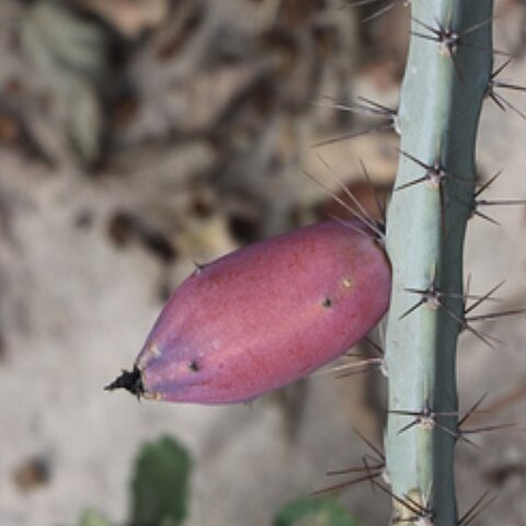 Cereus albicaulis unspecified picture