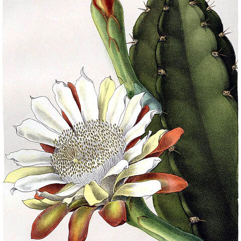 Cereus hankeanus unspecified picture