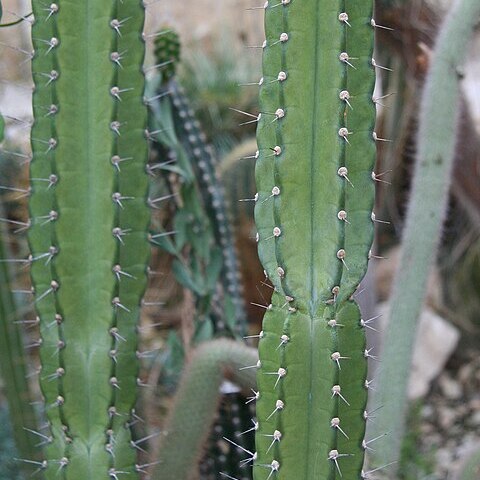 Cereus comarapanus unspecified picture