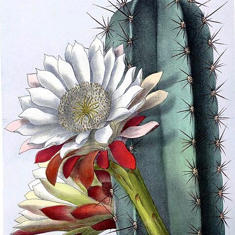 Cereus repandus unspecified picture