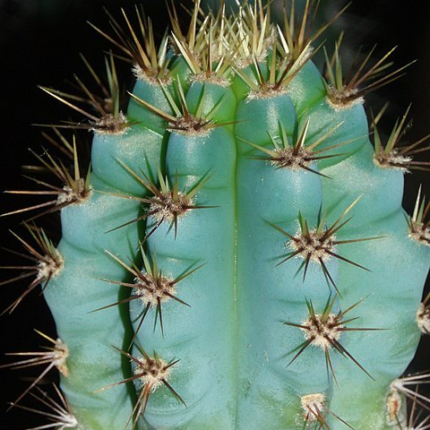 Cereus bicolor unspecified picture