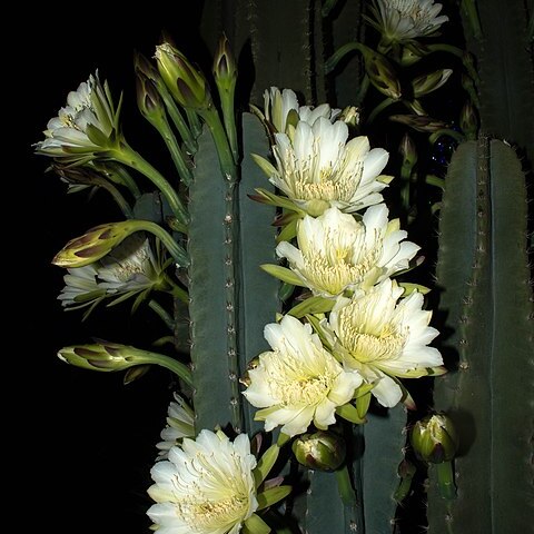 Cereus vargasianus unspecified picture