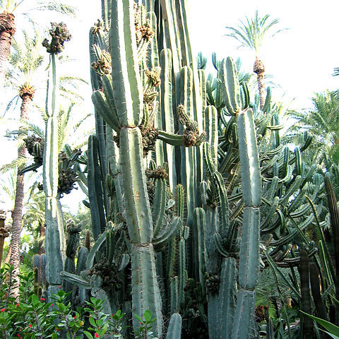 Cereus unspecified picture