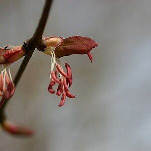 Cercidiphyllum magnificum unspecified picture